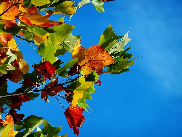 Comment Créer des Apéritifs d'Automne Savoureux et Convivial